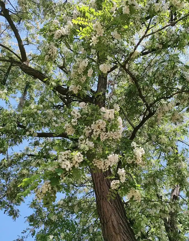 1744886676203985.jpg c995d143ad4bd113248c4e563a4bce054afb057b.jpg