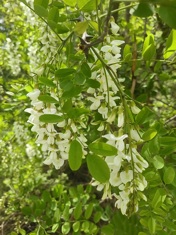 1744886832728037.jpg 微信图片_20250416151513.jpg